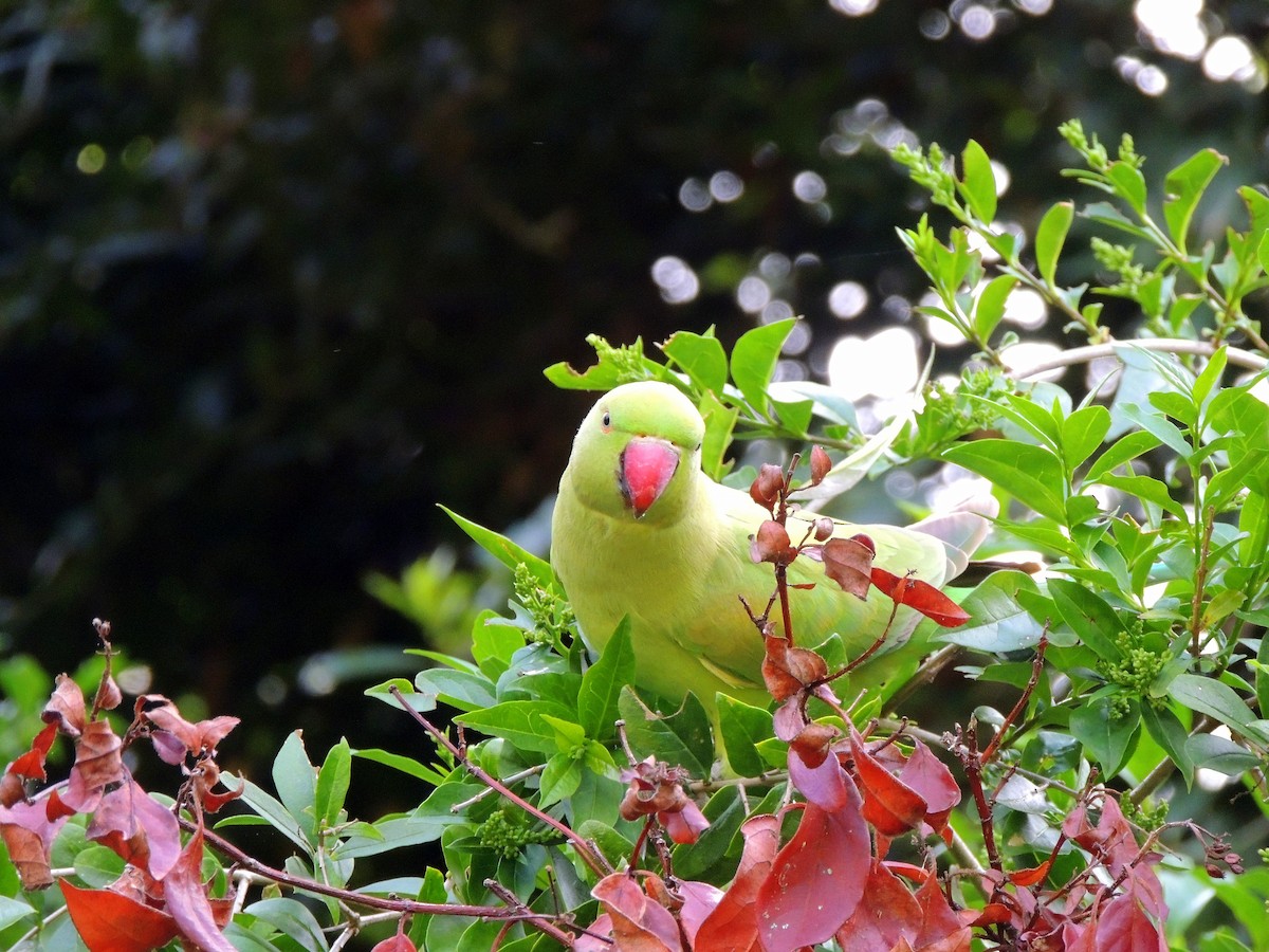 Rose-ringed Parakeet - ML619632592