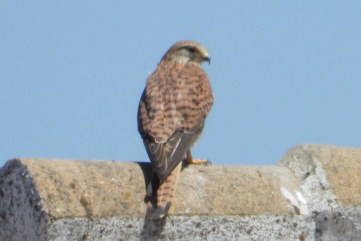 Eurasian Kestrel - Eric R