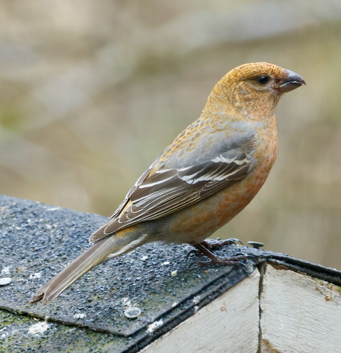 Pine Grosbeak - Jan Hansen