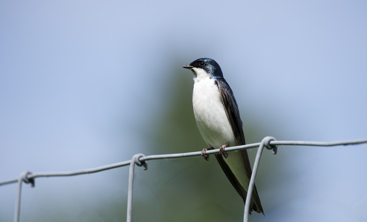 Tree Swallow - ML619632613