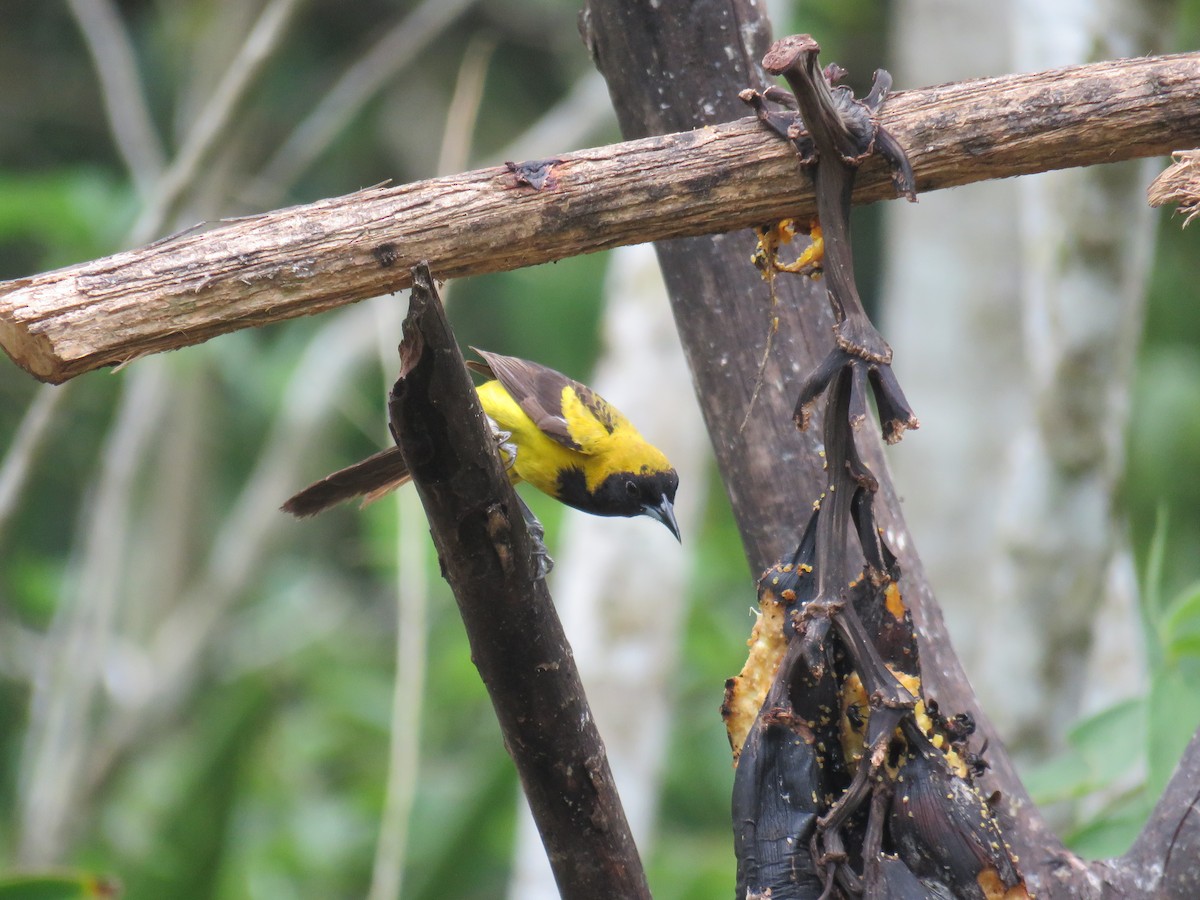 Black-cowled Oriole - Sam Holcomb