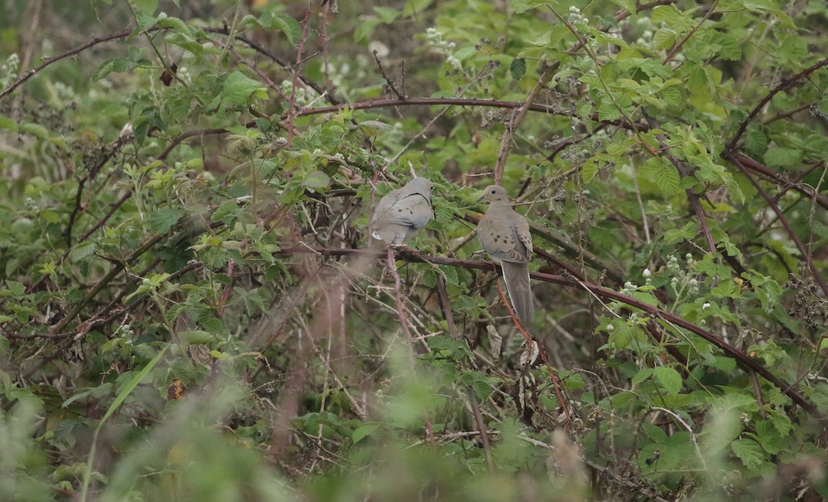 Mourning Dove - ML619632626