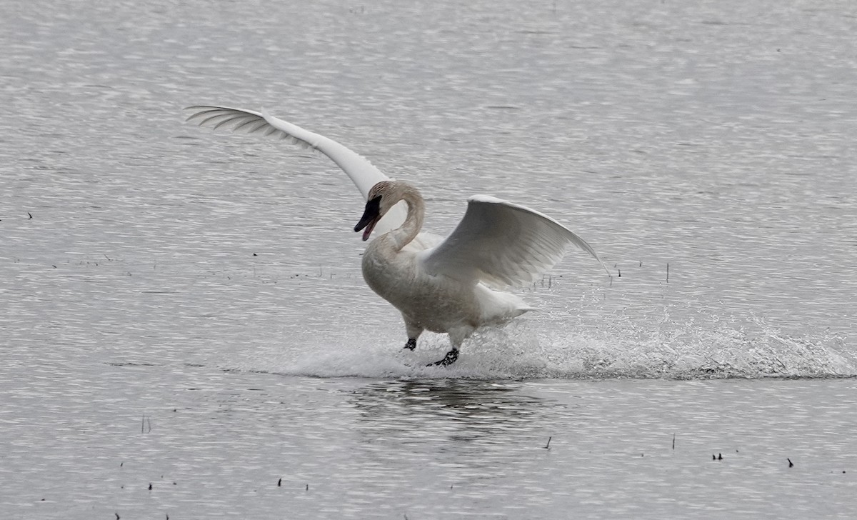 Trumpeter Swan - Megan ONeill