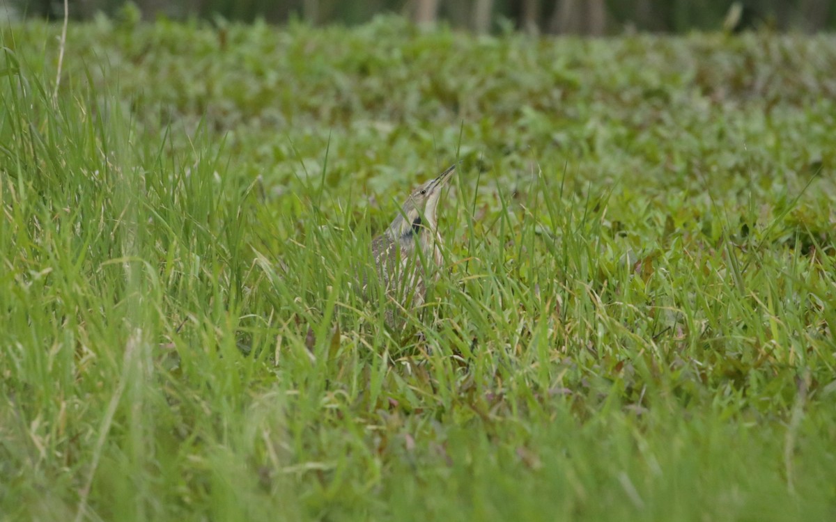 American Bittern - ML619632634