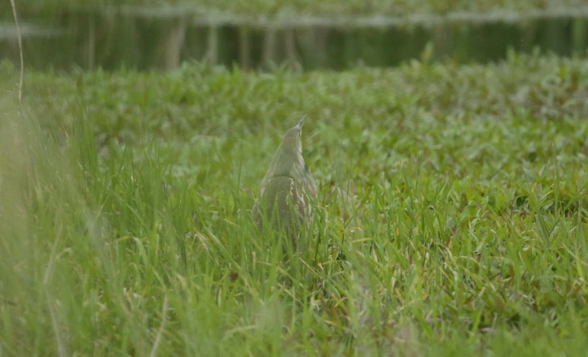 American Bittern - ML619632636