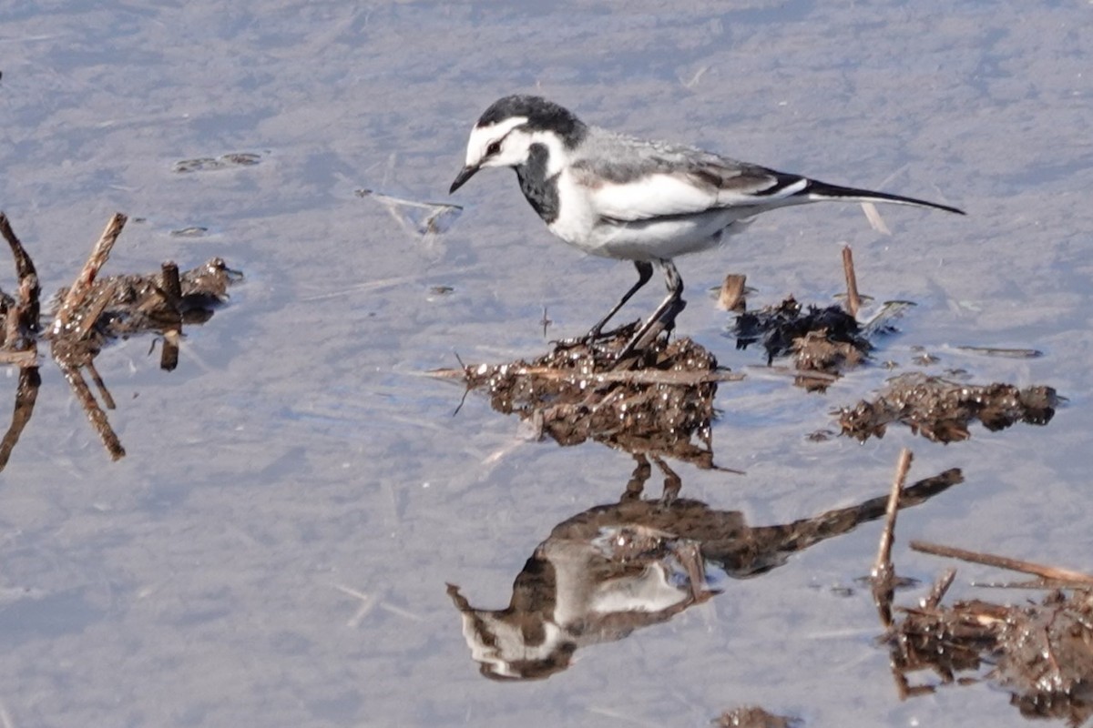 White Wagtail (Black-backed) - Terry Doyle