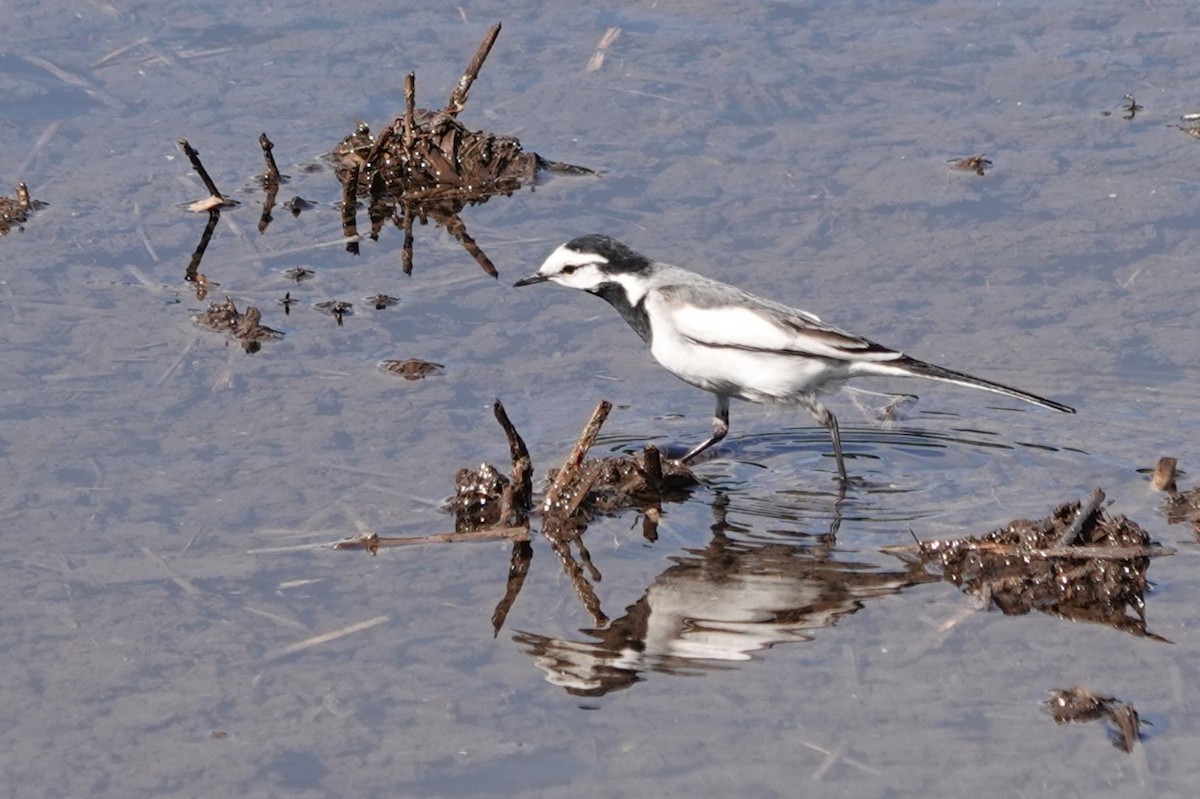 White Wagtail (Black-backed) - Terry Doyle