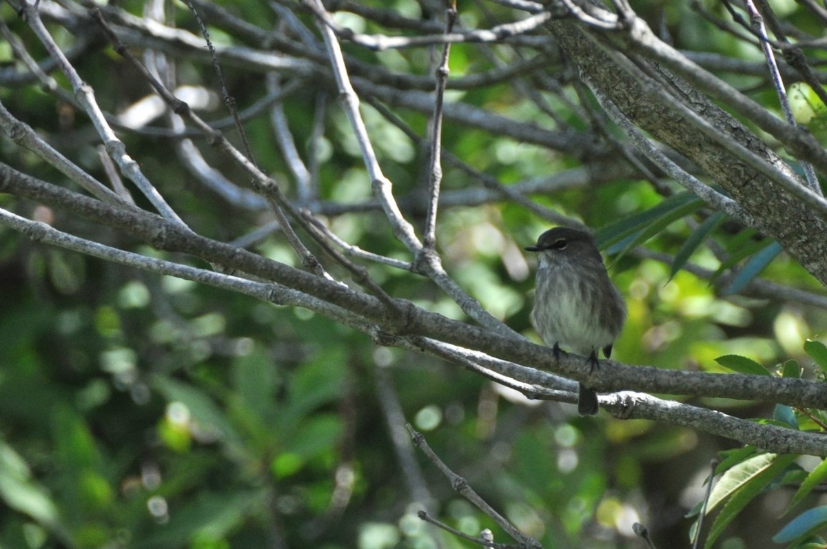 African Dusky Flycatcher - ML619632659