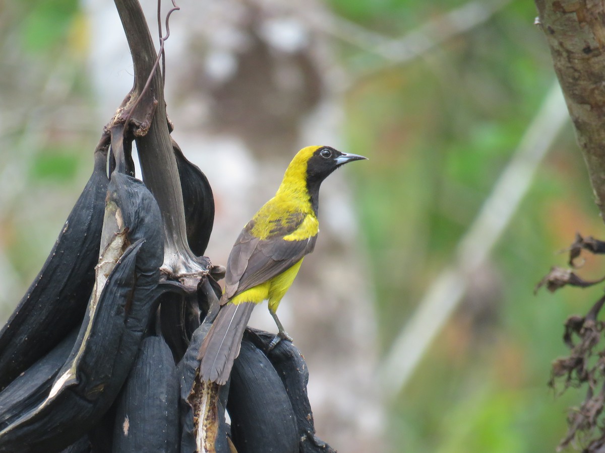 Black-cowled Oriole - Sam Holcomb