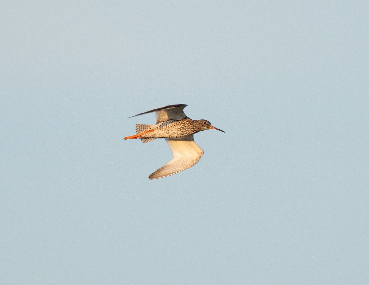 Common Redshank - Aliaksei Brouka