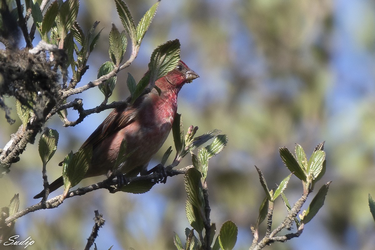 Common Rosefinch - Sudip Ghosh