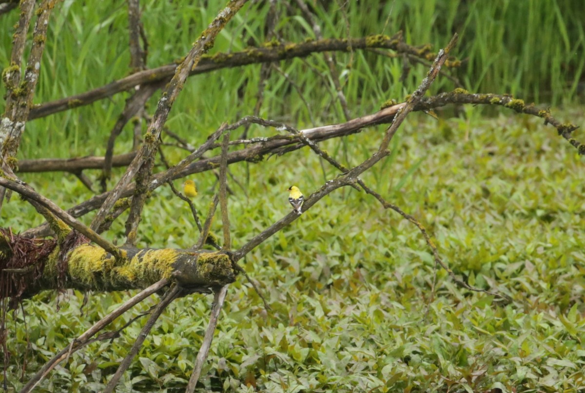 American Goldfinch - ML619632680