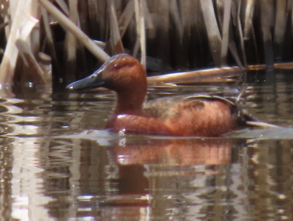 Cinnamon Teal - Catherine Hagen