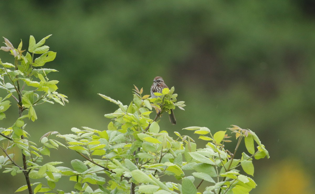 Song Sparrow - ML619632688