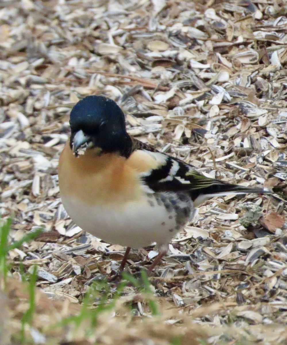 Brambling - Suzanne Roberts