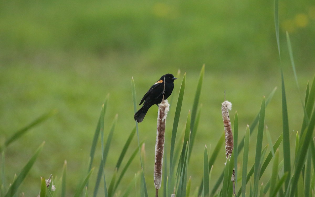 Red-winged Blackbird - ML619632694