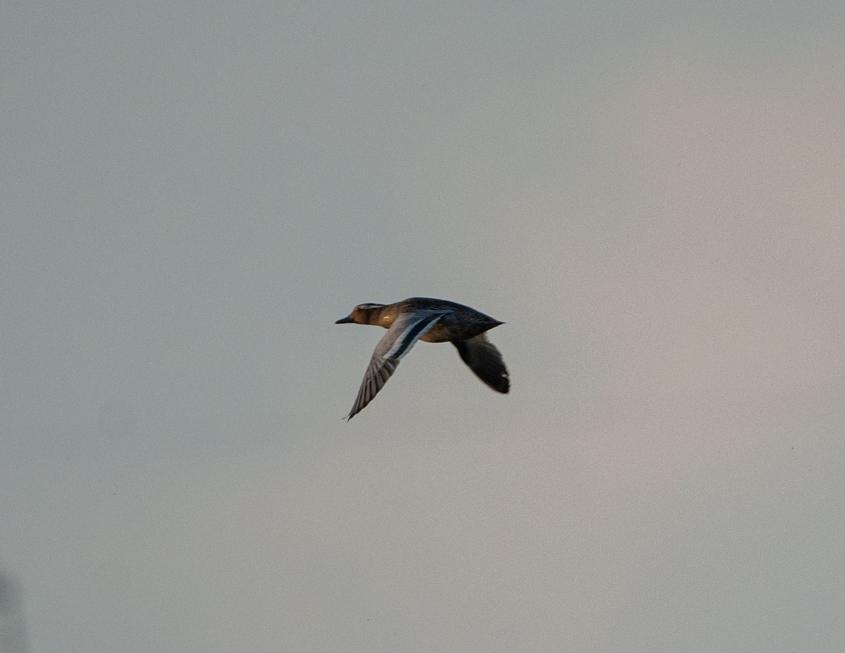 Garganey - Aliaksei Brouka