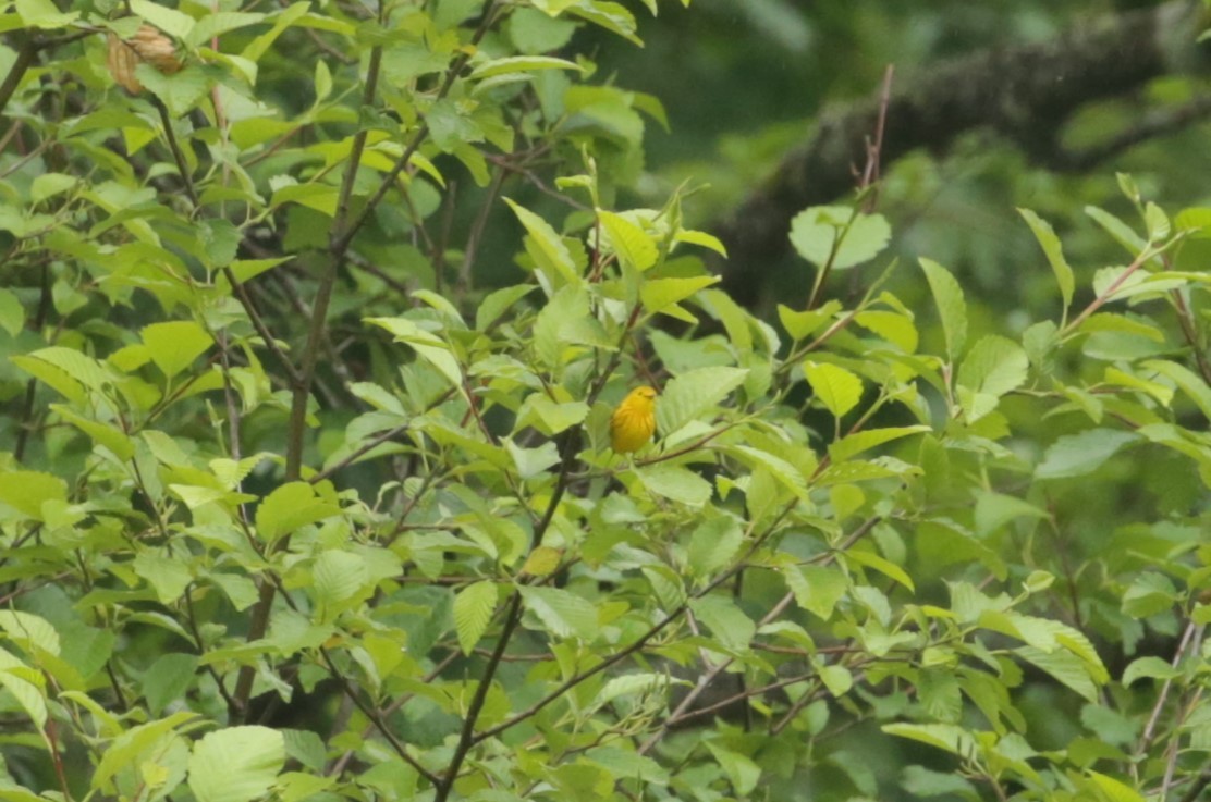 Yellow Warbler - Samuel Hain