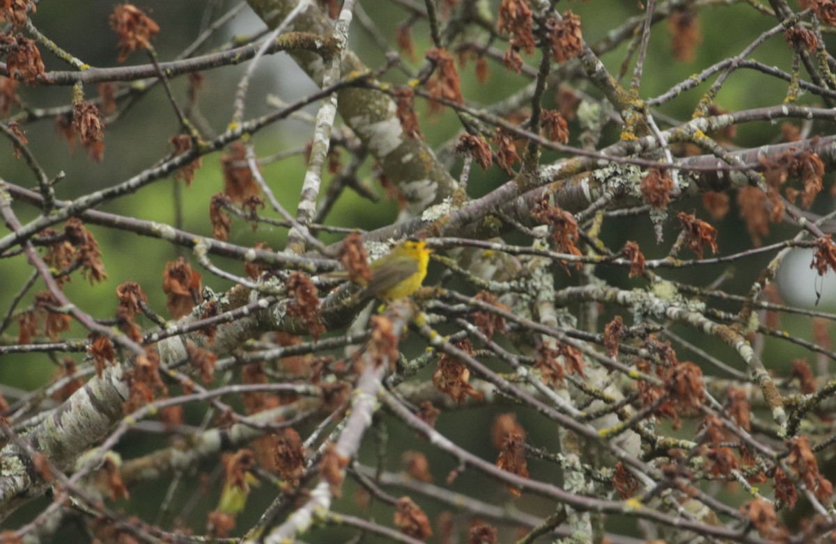 Wilson's Warbler - Samuel Hain