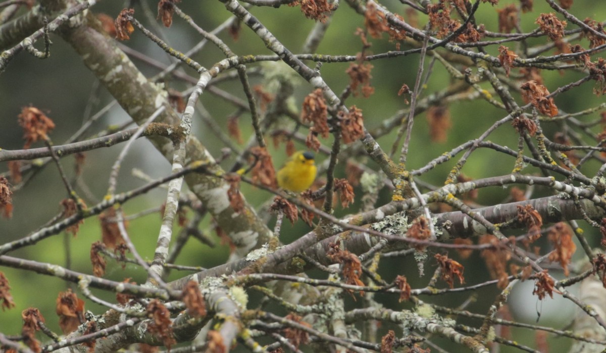 Wilson's Warbler - Samuel Hain