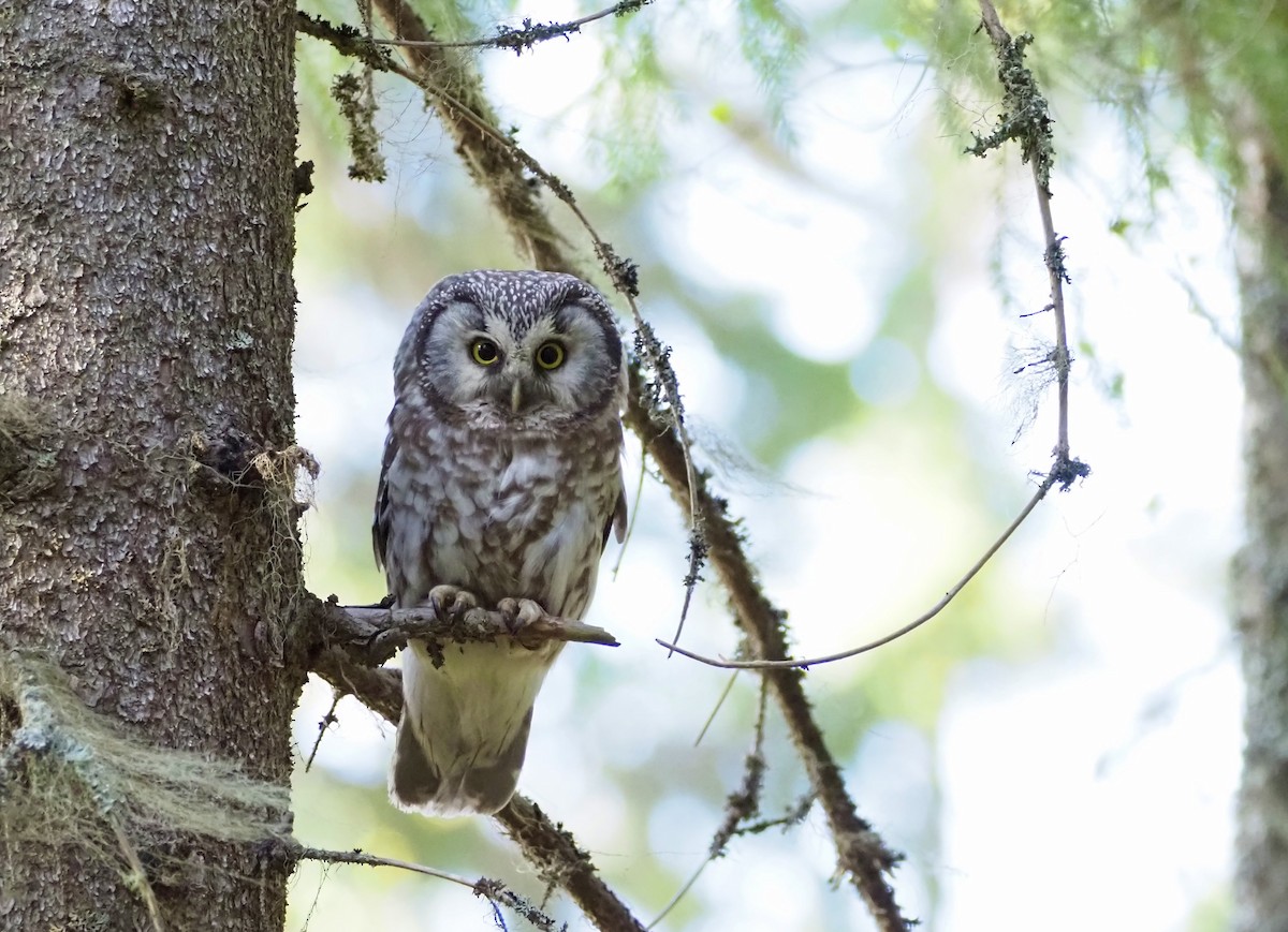Boreal Owl (Tengmalm's) - Susan Blackford