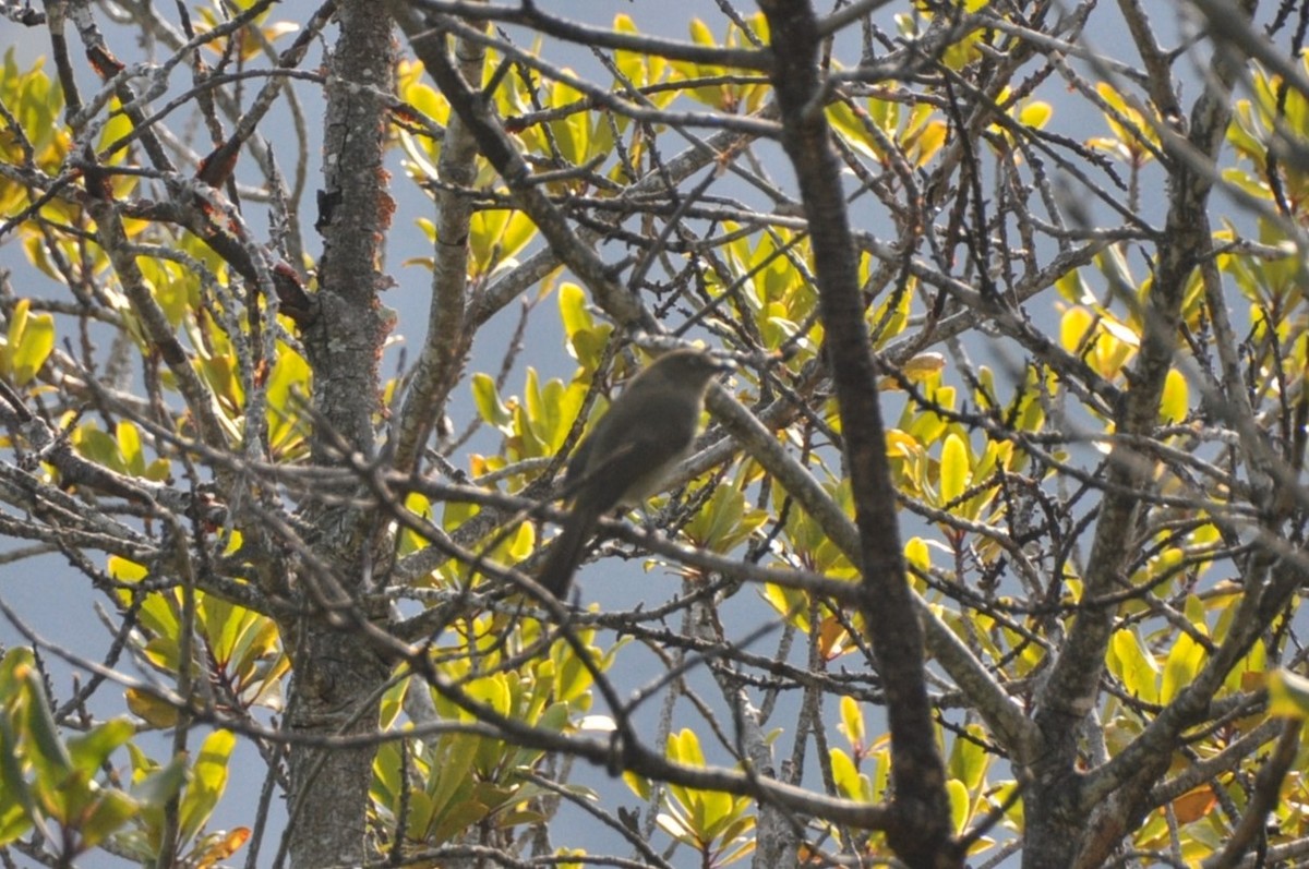 Sombre Greenbul - 🦜 Daniel Correia 🦜