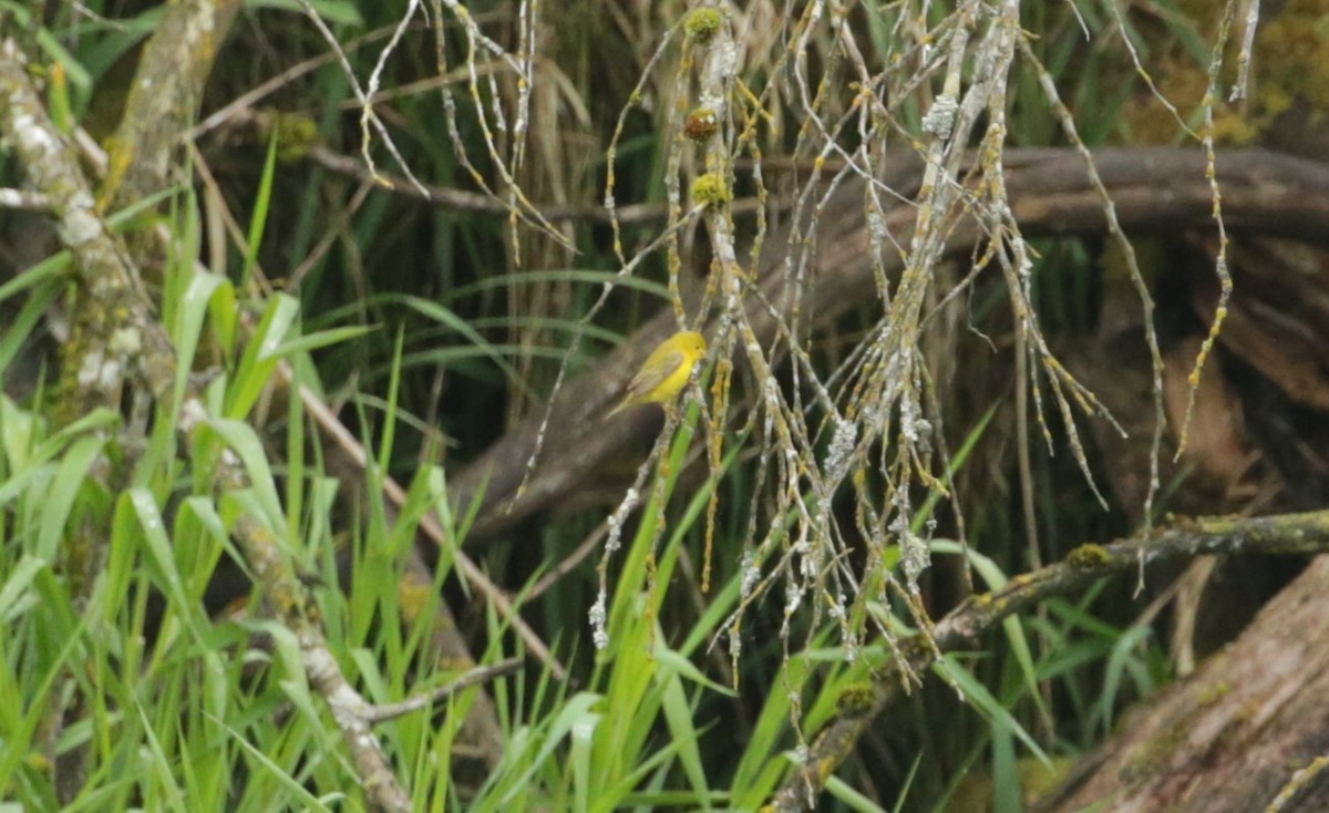 new world warbler sp. - ML619632718