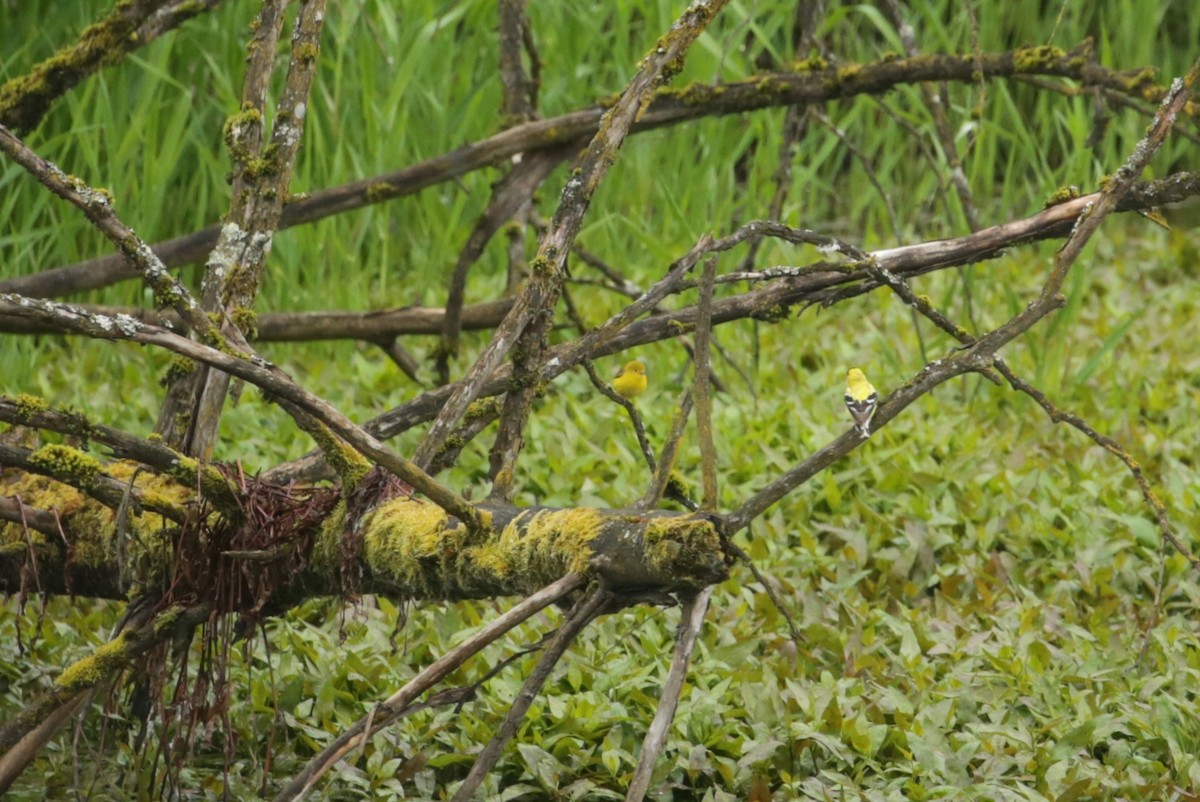 new world warbler sp. - Samuel Hain