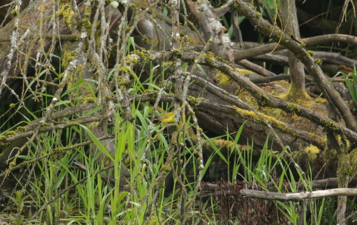 lesňáček sp. (Parulidae sp.) - ML619632721