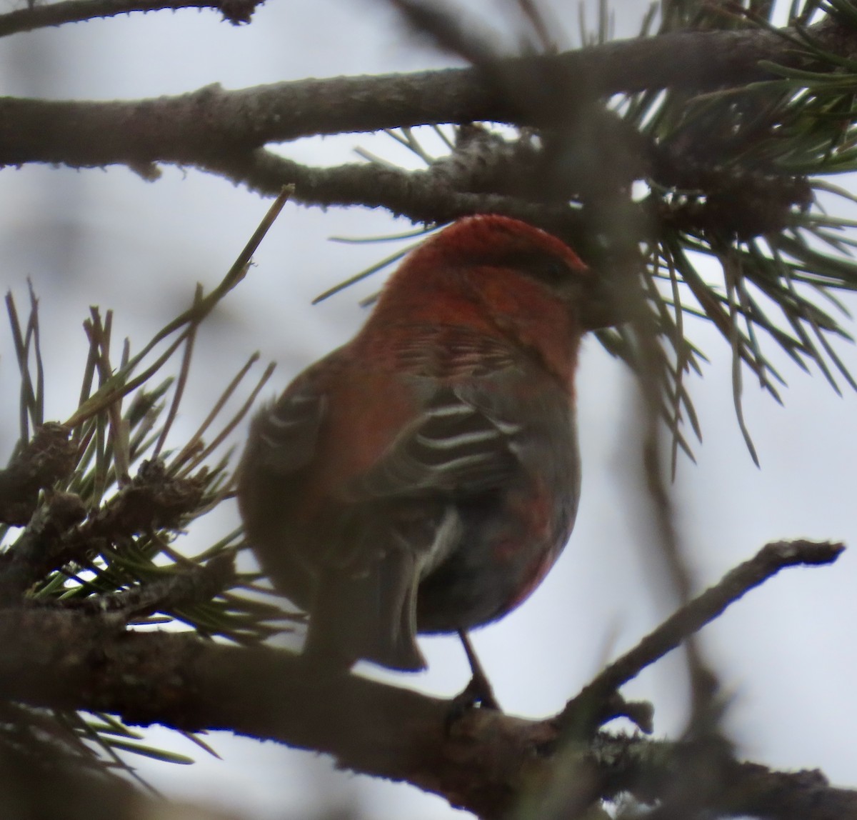 Pine Grosbeak - Suzanne Roberts