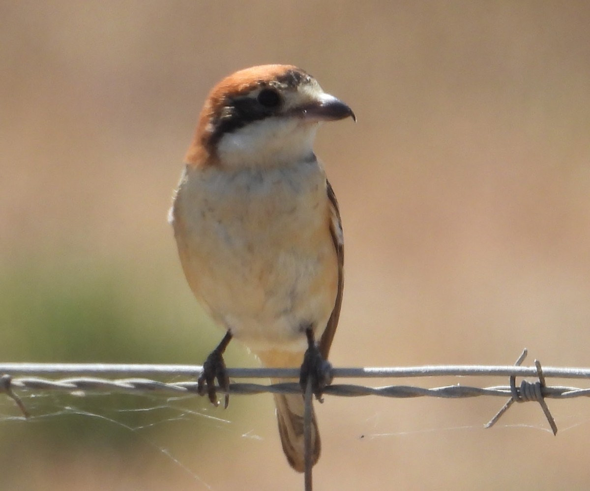 Woodchat Shrike - Eric R