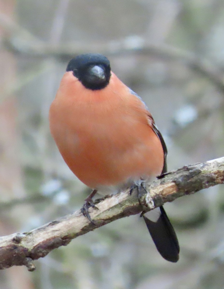 Eurasian Bullfinch - Suzanne Roberts