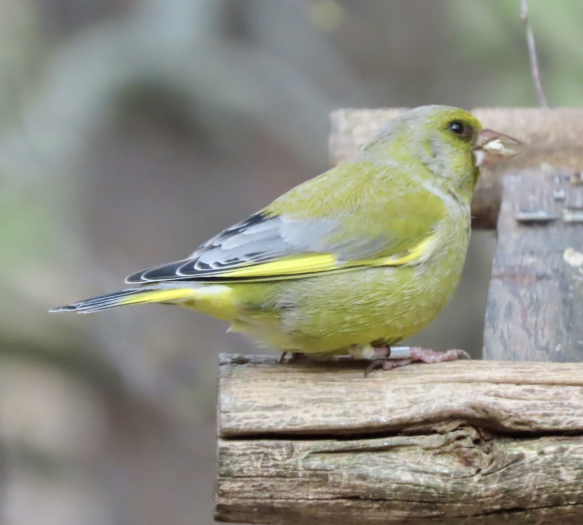 European Greenfinch - Suzanne Roberts