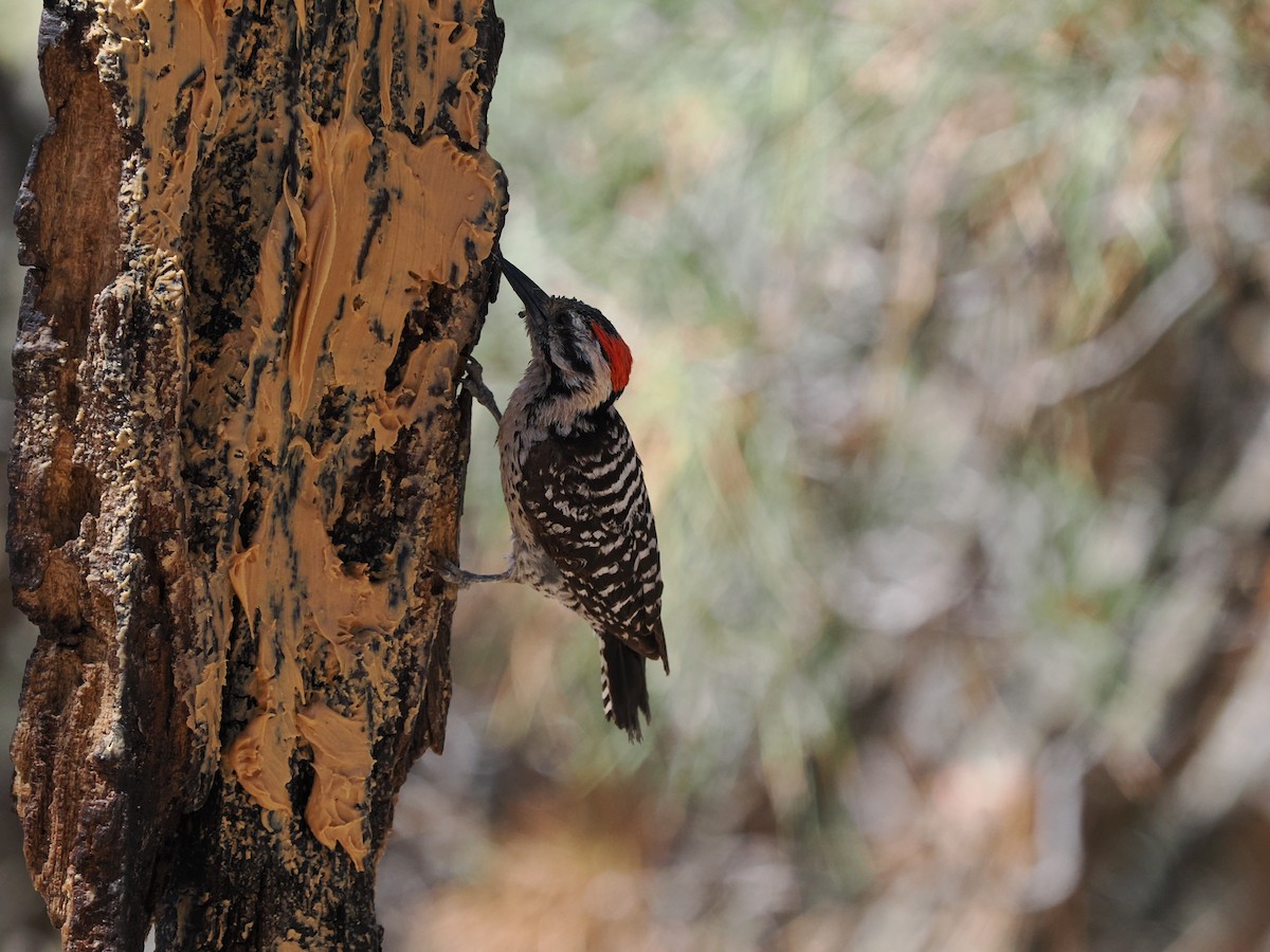 Ladder-backed Woodpecker - Rishab Ghosh