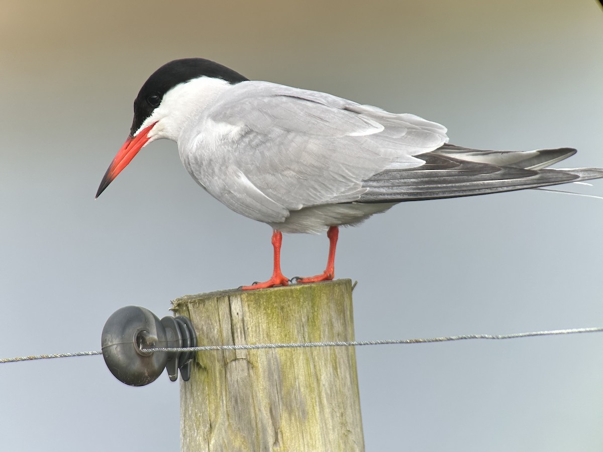Common Tern - Simon Buckingham