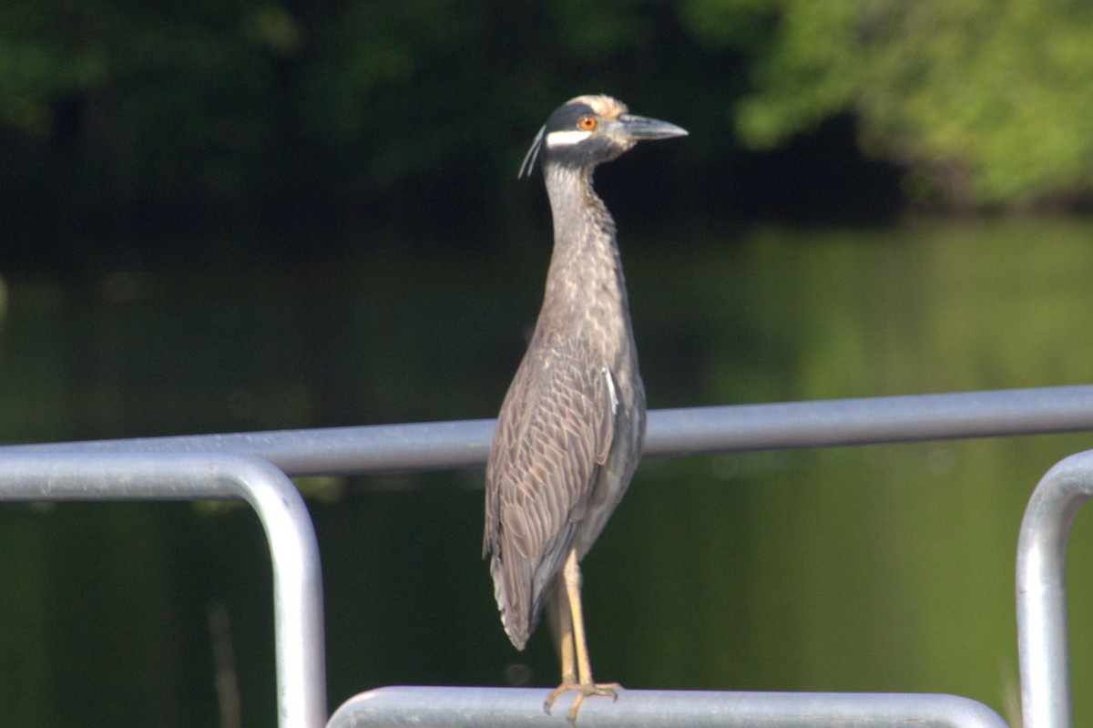 Yellow-crowned Night Heron - Mike Holthaus