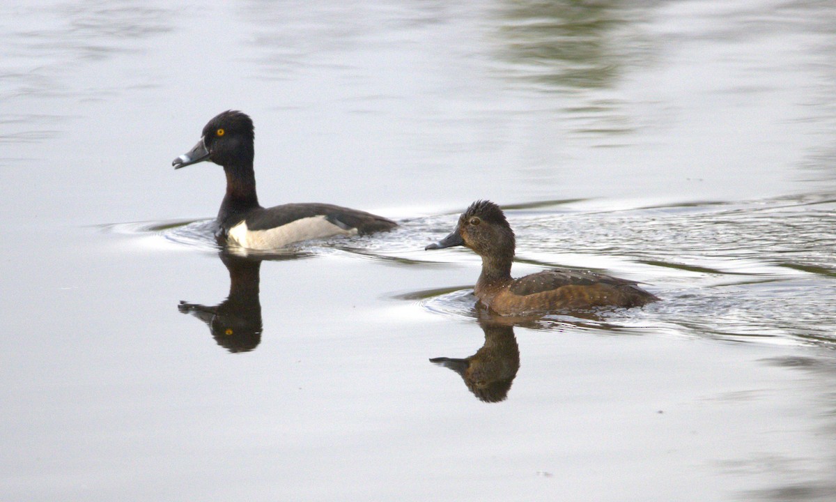 Ring-necked Duck - Michel Marsan