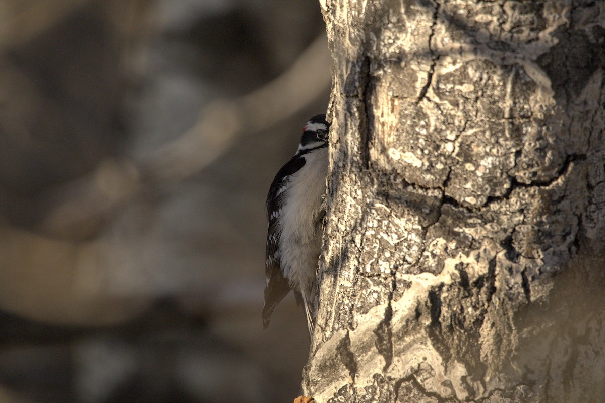 Downy Woodpecker - Josh Silva