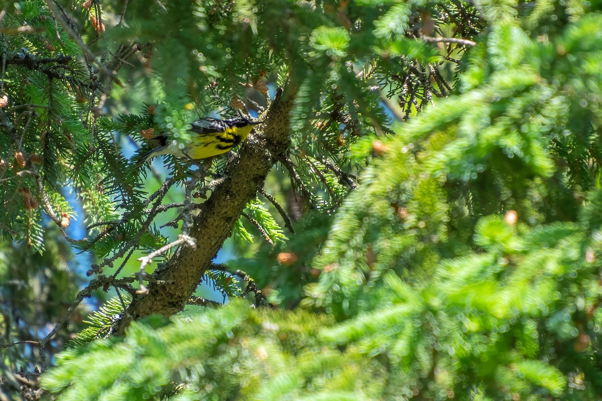 Magnolia Warbler - Roger Roy