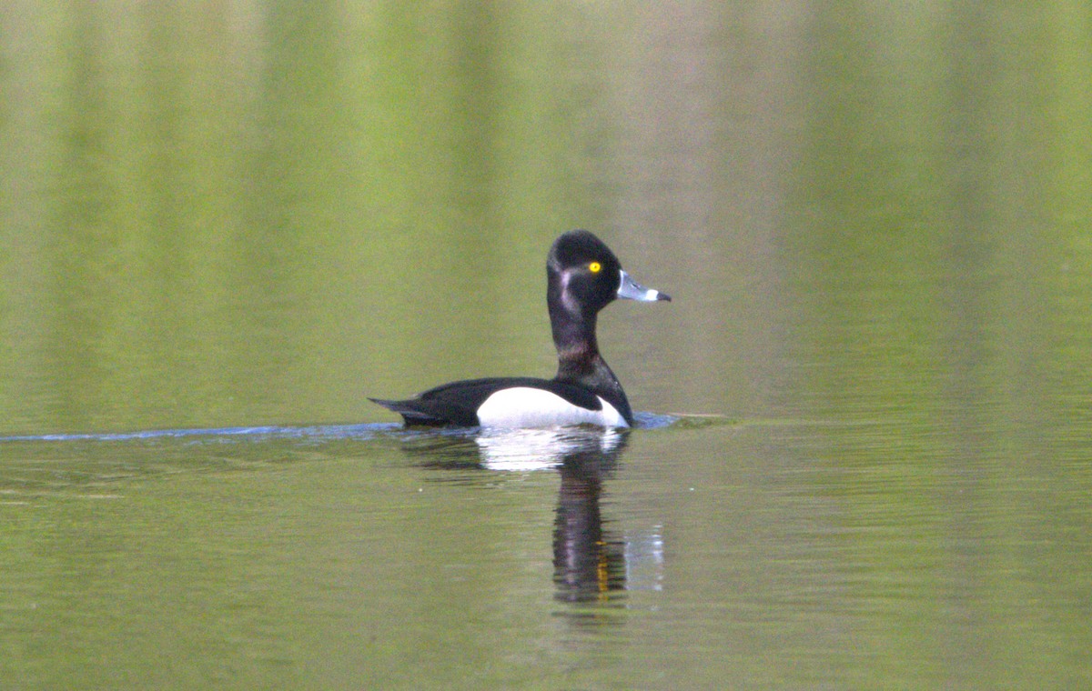 Ring-necked Duck - Michel Marsan