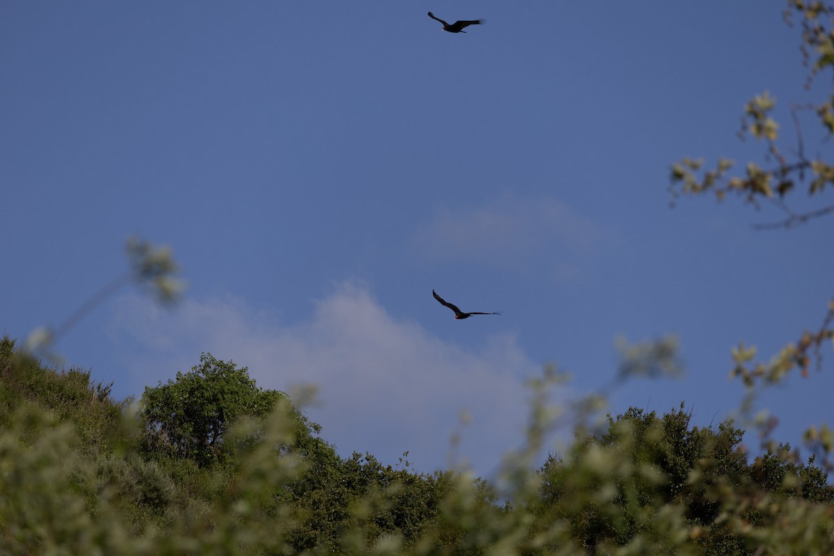 Turkey Vulture - ML619632794