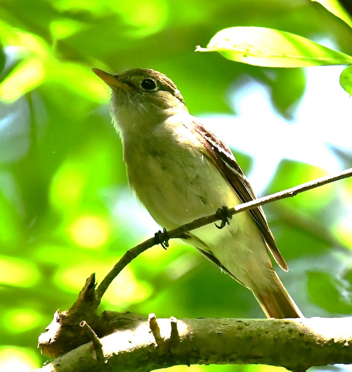 Acadian Flycatcher - MJ Heatherington