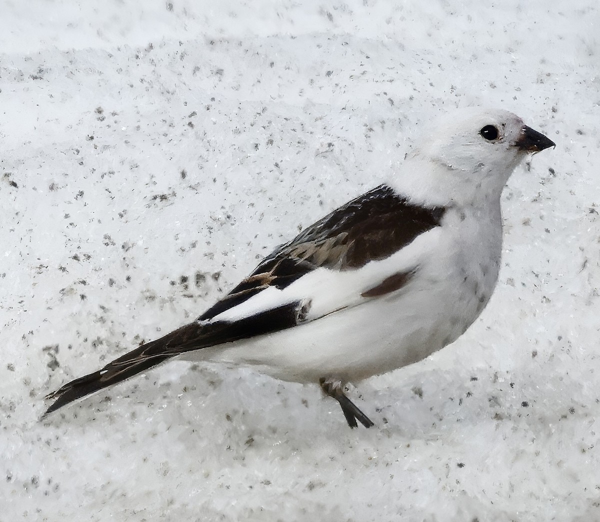 Snow Bunting - Jan Hansen