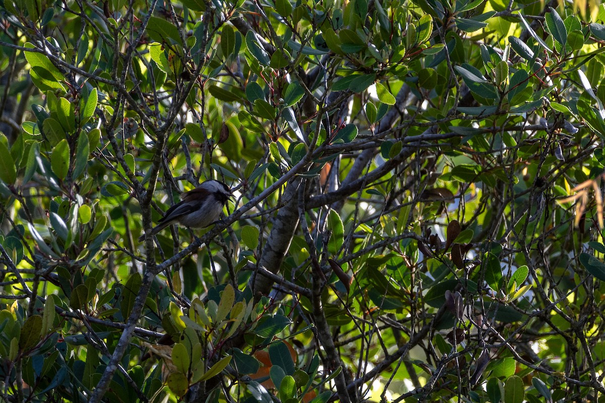 Chestnut-backed Chickadee - Liam Gilmore