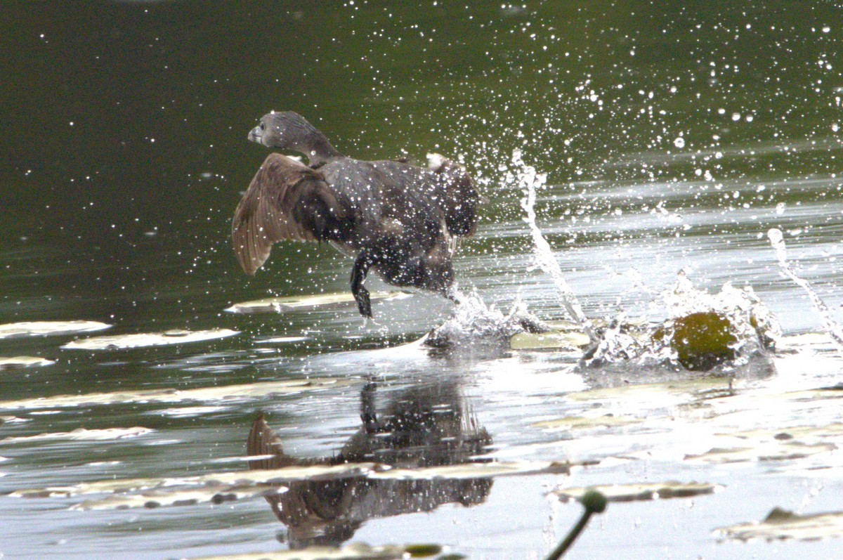 Pied-billed Grebe - Michel Marsan