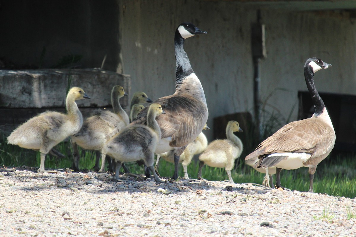 Canada Goose - Connor Thomas