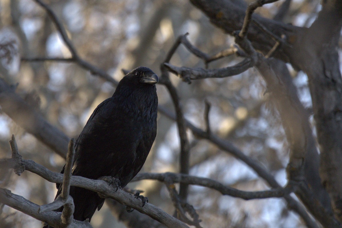 Common Raven - Josh Silva