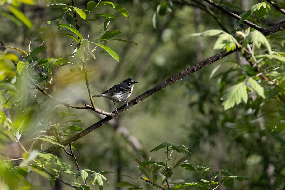 Yellow-rumped Warbler - ML619632816