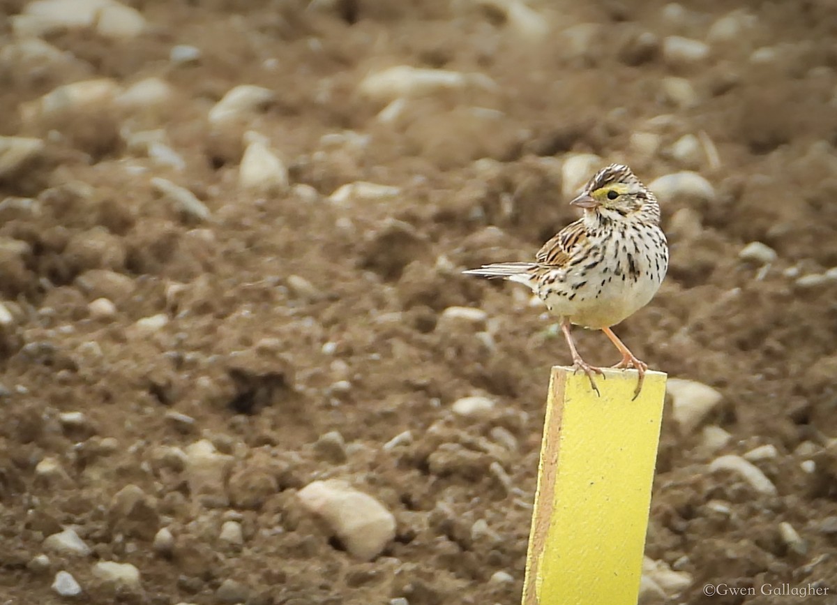 Savannah Sparrow (Savannah) - ML619632827