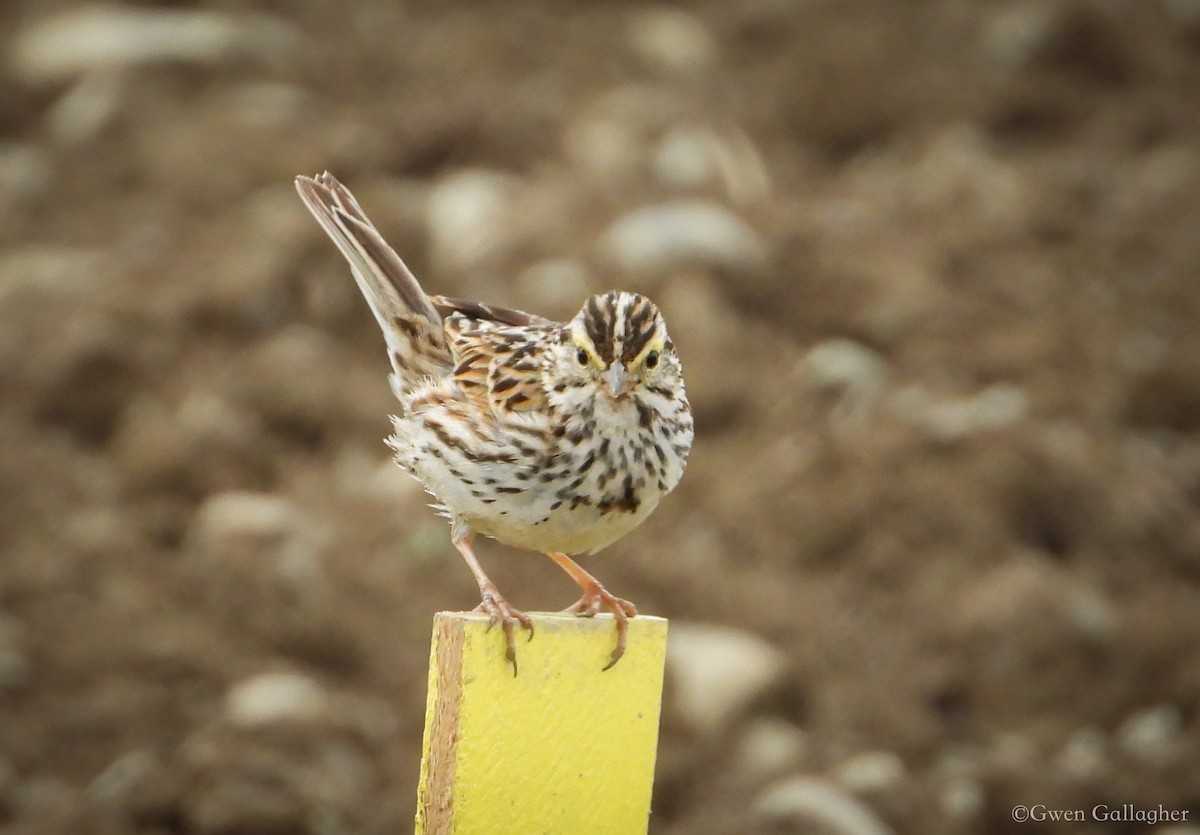 Savannah Sparrow (Savannah) - ML619632828